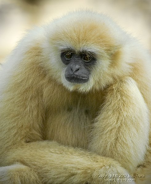 Gibbon2a.jpg