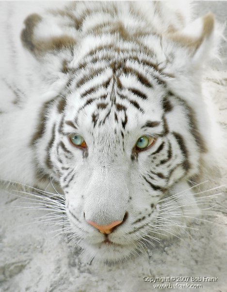 High_Key_white tiger.jpg