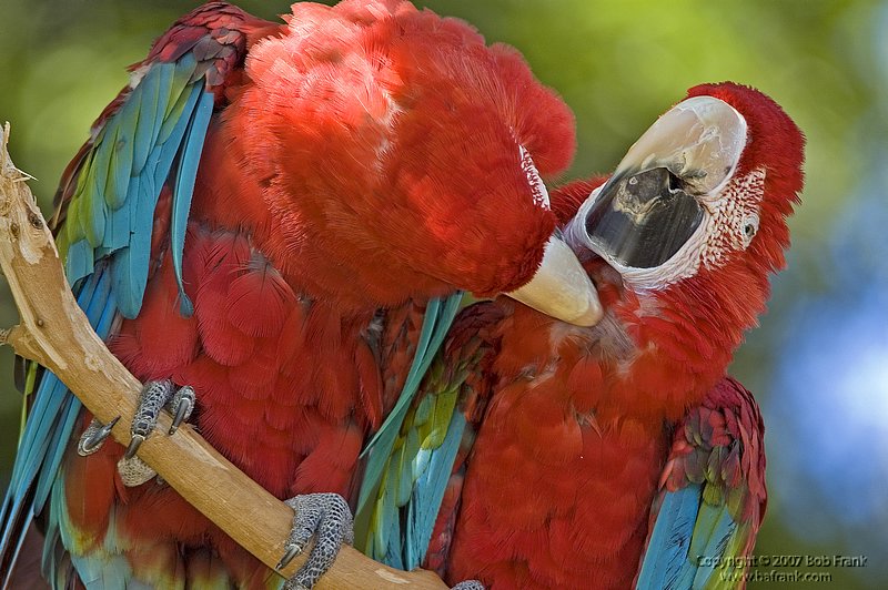 Macaws Scratching.jpg