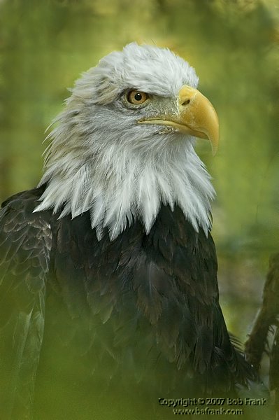 eagle2.jpg