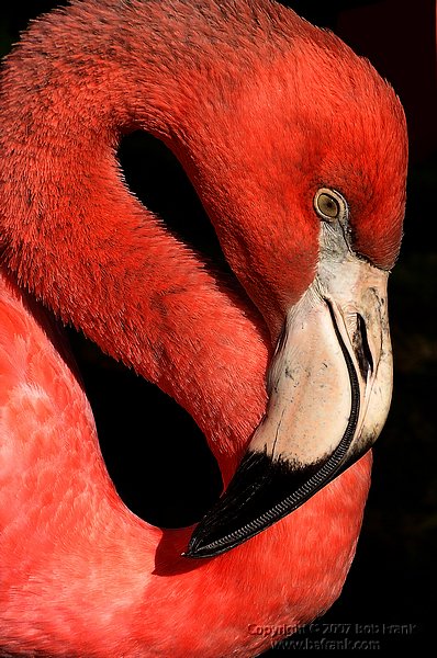flamingo_face.jpg
