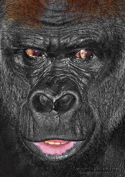 gorilla_face_crop.jpg