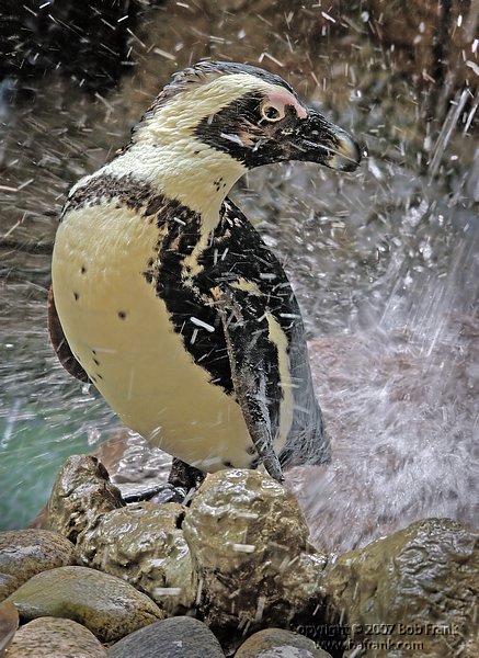 showering penguin_rev2.jpg