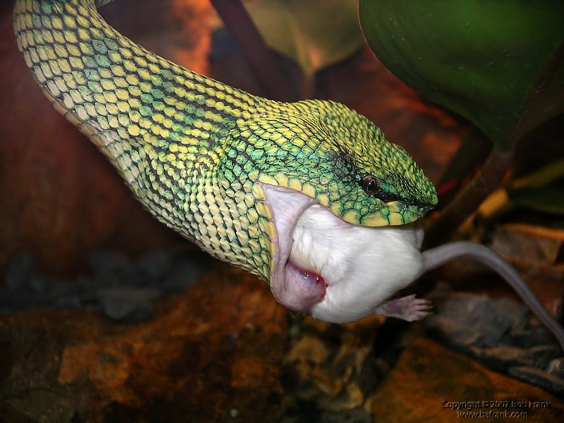 snake eating mouse.jpg