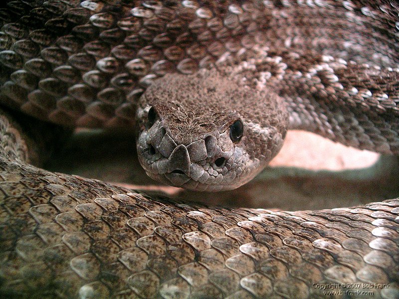 snake1a.jpg
