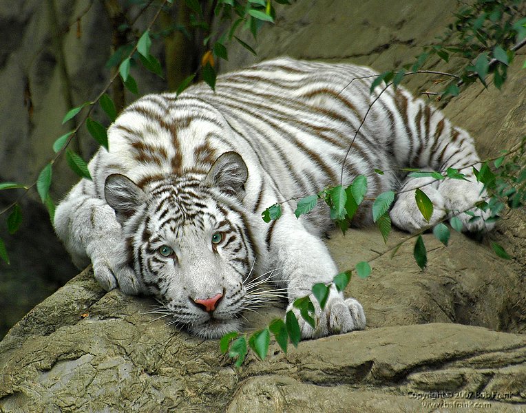white_tiger3.jpg