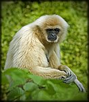 Gibbon1.jpg
