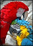 Macaws3.jpg