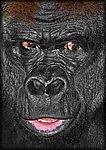 gorilla_face_crop.jpg