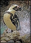 showering penguin_rev2.jpg