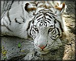 white tiger3.jpg