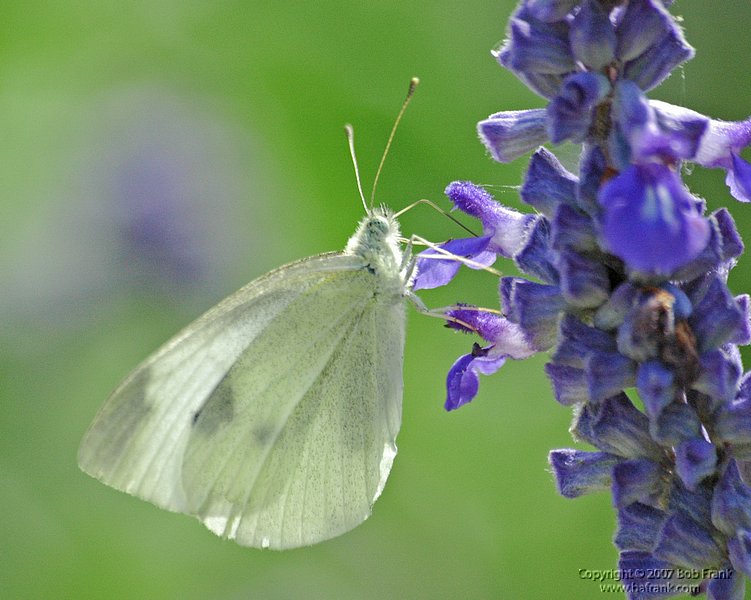5-16white butterfly.jpg