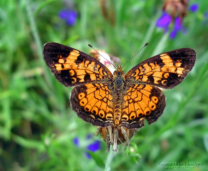 6-4-04_orange butterfly2.jpg