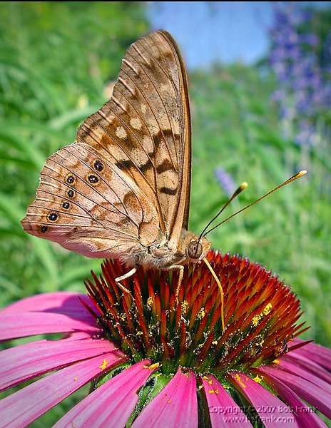 butterfly on pink_pentax_8x11.jpg
