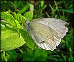06white butterfly.jpg
