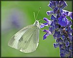 5-16white butterfly.jpg