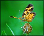 6-4-04 orange butterfly3.jpg