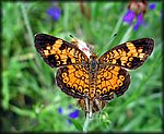 6-4-04_orange butterfly2.jpg
