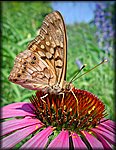 butterfly on pink_pentax_8x11.jpg
