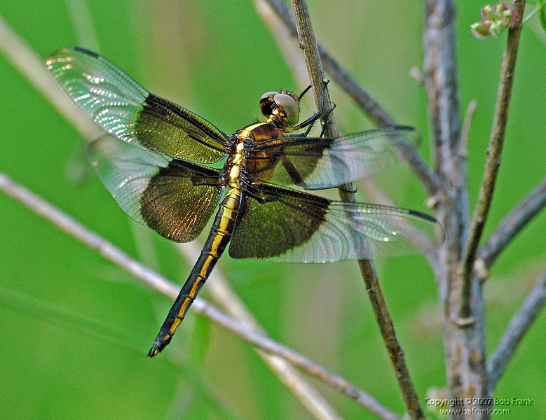 6-4-04_yellow dragonfly4.jpg