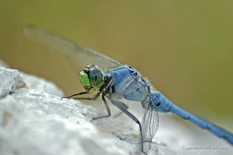 blue dragon fly.jpg