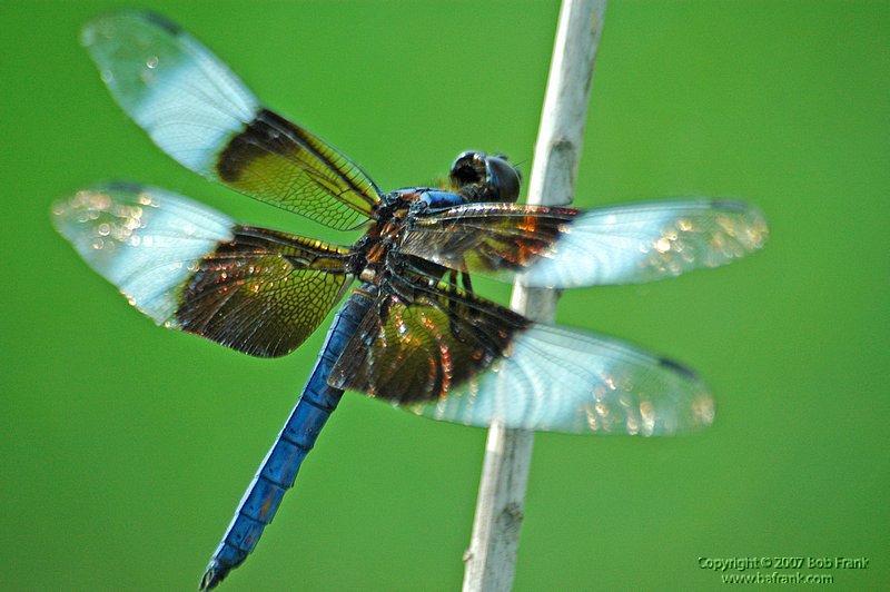 blue_dragonfly4.jpg