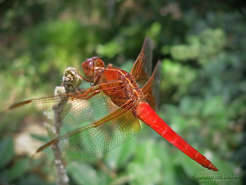 orange dragon fly pentax.jpg