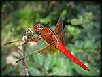 orange dragon fly pentax.jpg