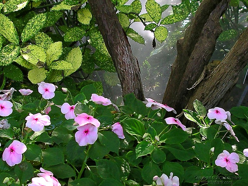 flowers&trees.jpg