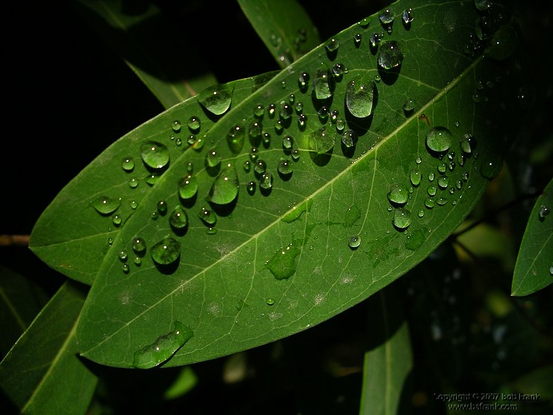 water_leaf.jpg