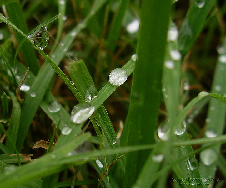 wet_grass.jpg