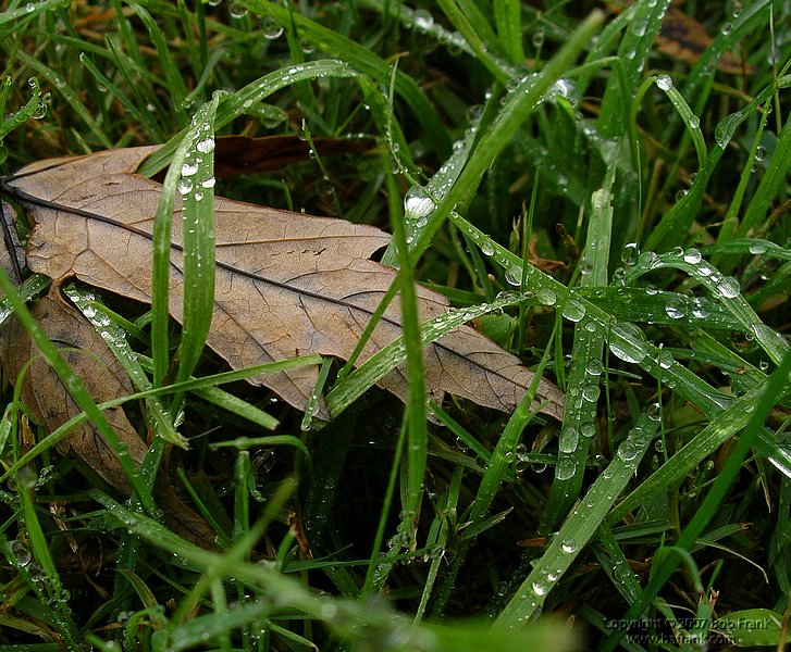 wet_grass3.jpg