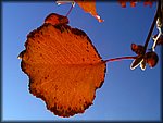 orange leaf.jpg