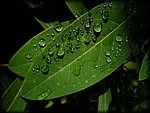water_leaf.jpg