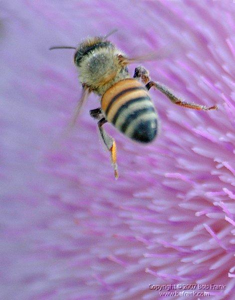 5-8flying bee.jpg