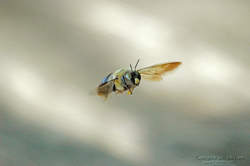 bee in flight.jpg