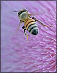 5-8flying bee.jpg