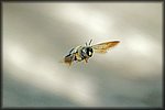 bee in flight.jpg