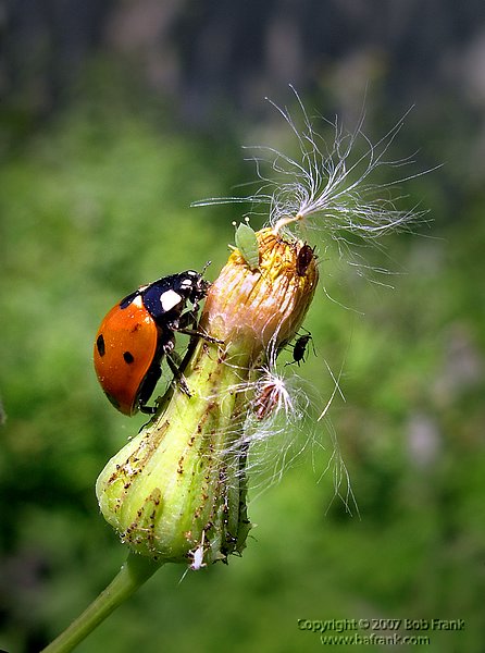 ladybug climbing.jpg