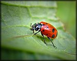ladybug_rev2.jpg