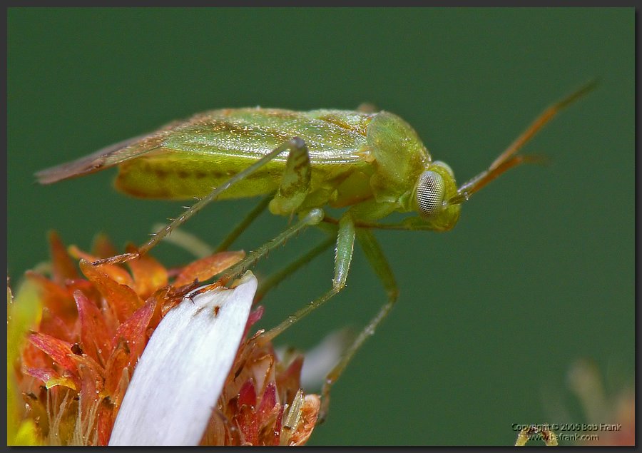 green_insect.jpg