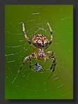 Tiny_Spider2.jpg