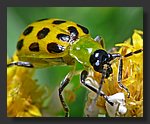 yellow_bug_crop.jpg