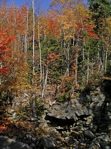 fall_trees.jpg