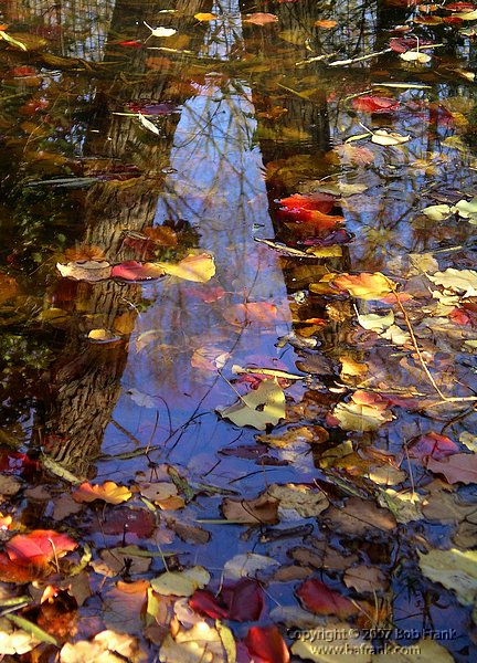 reflections of fall.jpg