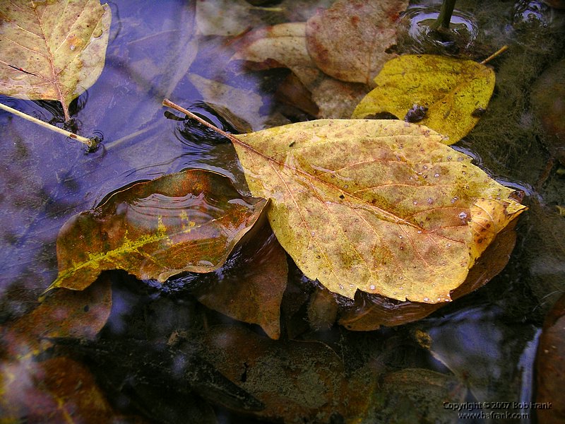 water_leaves.jpg
