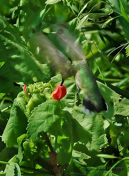DSC_0469_rev2.jpg