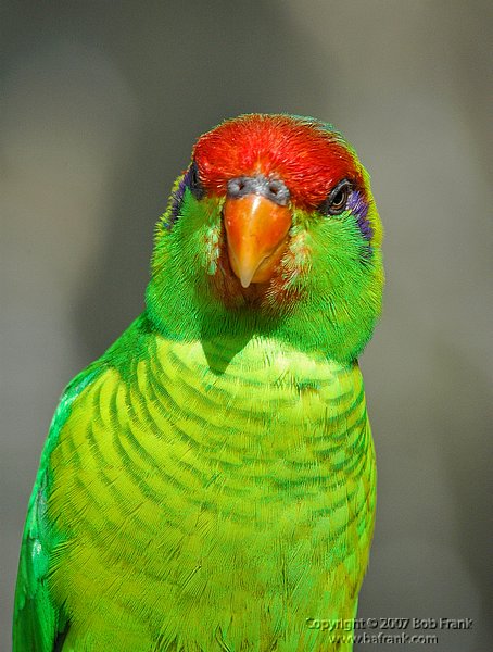 DSC_1017.jpg