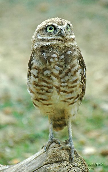 DSC_1049.jpg