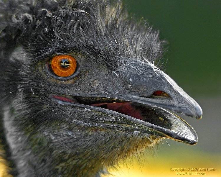Emu2.jpg